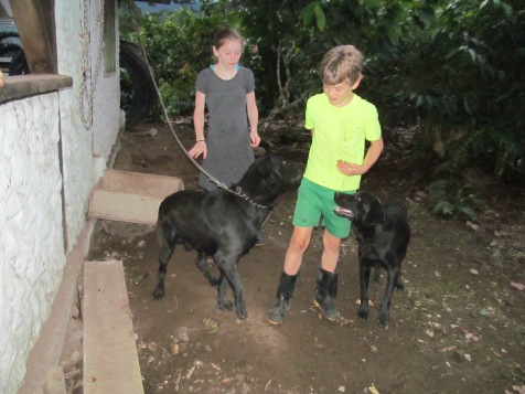 With the farm dogs, Cambi and Zeus