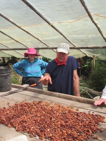 Drying cacao seeds in a greenhouse -- this is where chocolate comes from